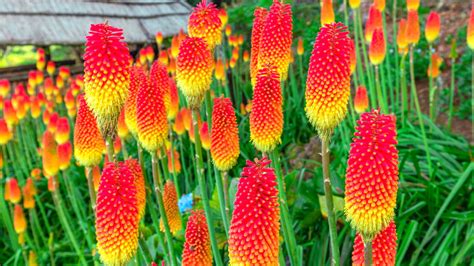 Red Hot Poker Sementes De Plantas