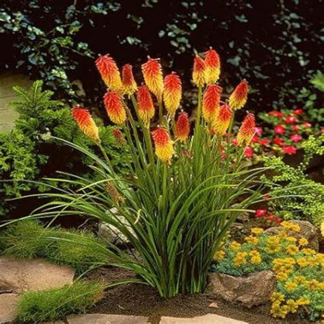 Red Hot Poker Sementes Para Venda