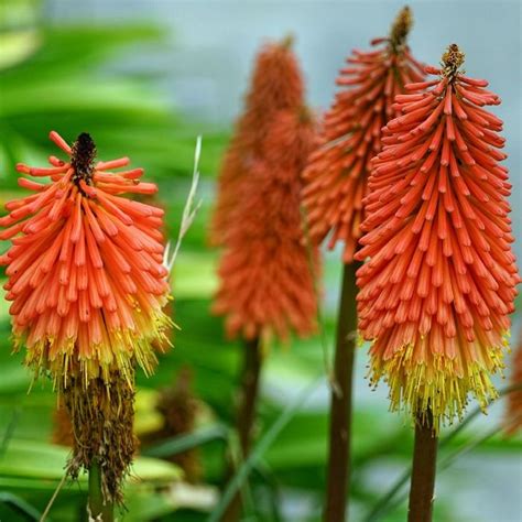 Red Hot Poker Significado