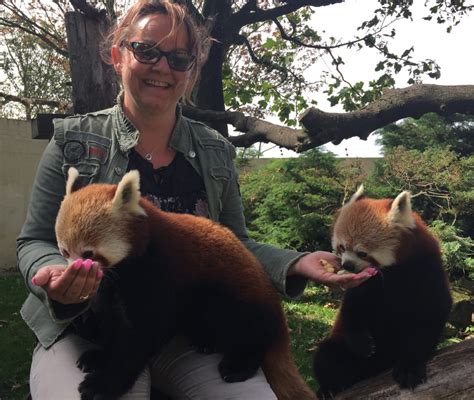 Red Panda Paradise Betsson