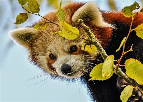 Red Panda Paradise Brabet