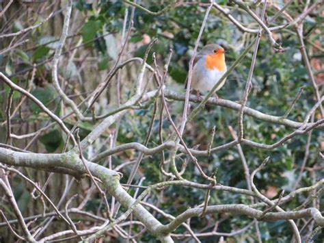 Robin In The Woods Betsul
