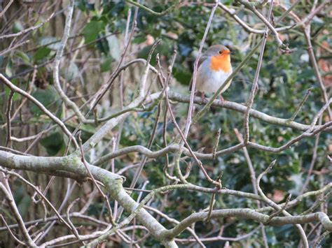 Robin In The Woods Brabet