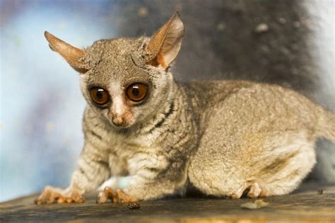 Roleta Galago