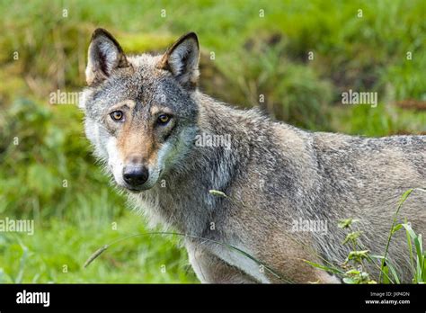 Russian Wolf Betsul