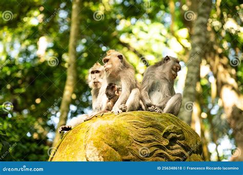 Selva De Macacos De Fenda