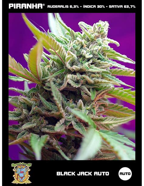 Semillas Black Jack Auto