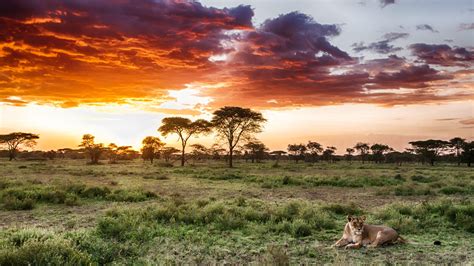Serengeti Betfair