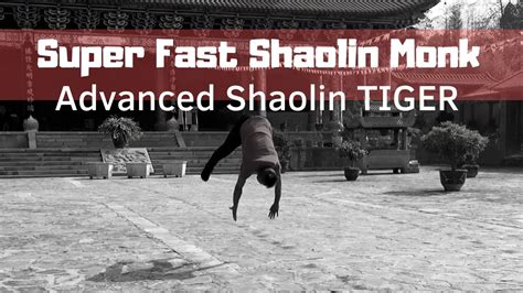 Shaolin Tiger Bodog