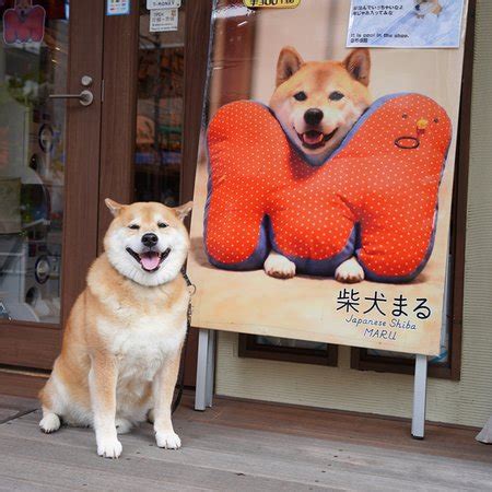 Shiba Store Brabet