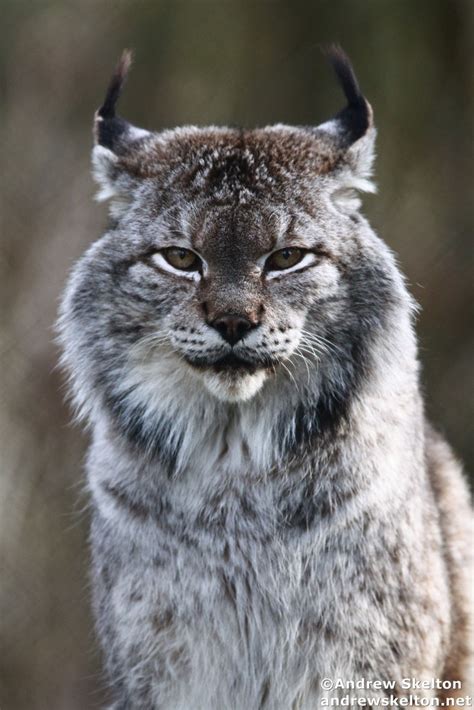 Siberian Lynx Blaze