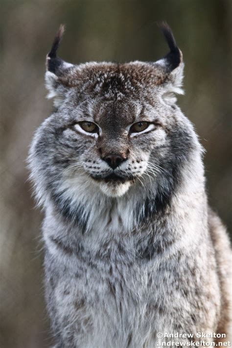 Siberian Lynx Brabet