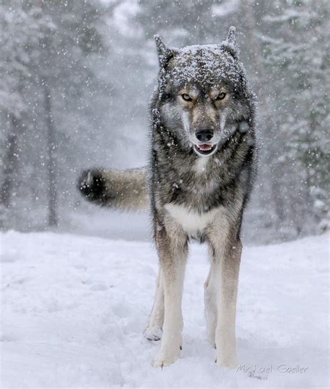 Siberian Wolf 1xbet