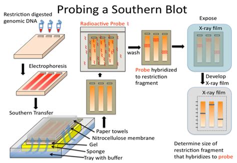 Slot Blot Procedimento