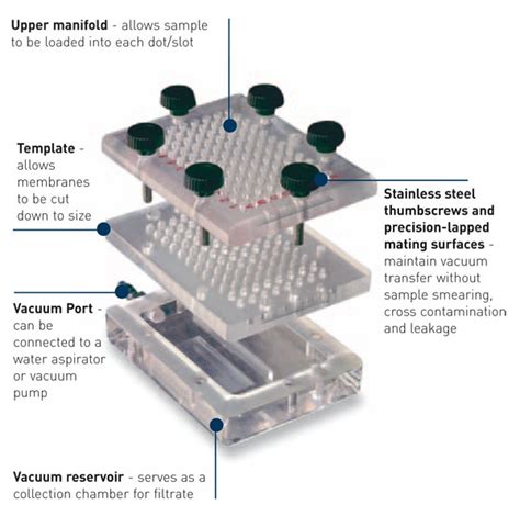 Slot Blot Tecnica