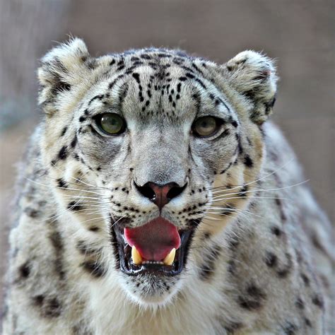 Snow Leopard Bet365