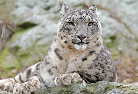Snow Leopard Brabet