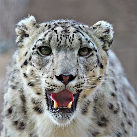 Snow Leopard Bwin