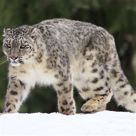 Snow Leopards Brabet