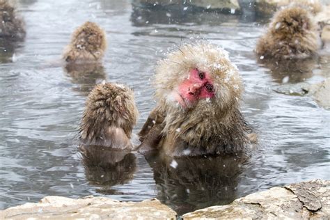 Snow Monkeys Blaze