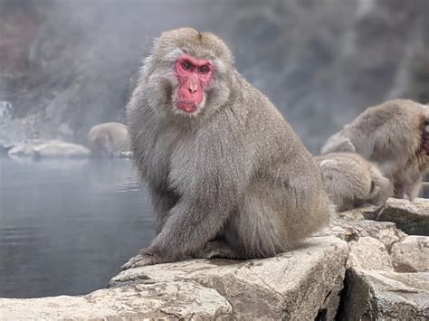 Snow Monkeys Novibet