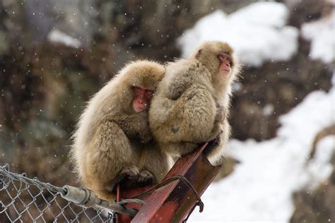Snow Monkeys Review 2024
