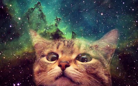 Space Cat Netbet