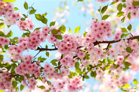 Spring Blossom Parimatch