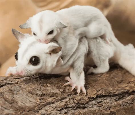 Sugar Glider Netbet