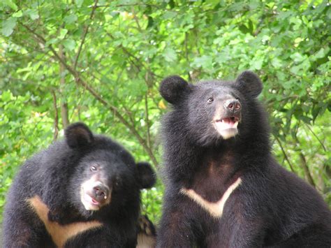 Taiwan Black Bear Bodog