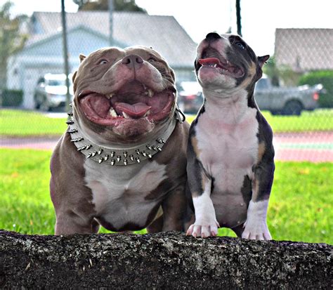 Texas Holdem American Bully