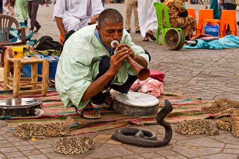 The Snake Charmer Scratch Betsul