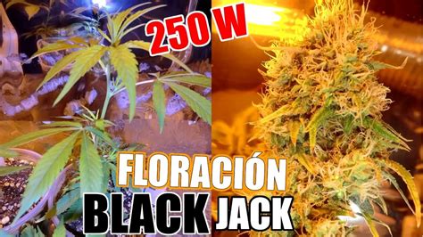 Tiempo Floracion Black Jack Exterior