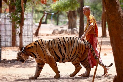 Tiger Temple Blaze