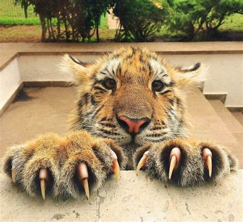 Tigers Claw 1xbet