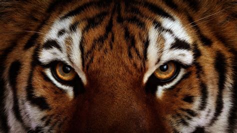 Tigre S Eye De Fenda