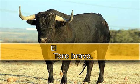 Toro Bravo Brabet