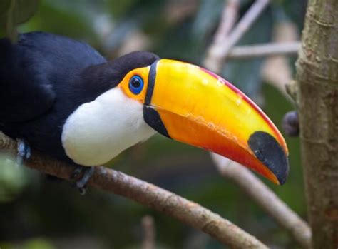 Toucan Betsson