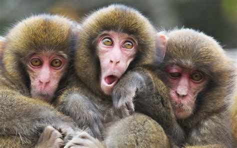 Triple Monkey 3 Novibet