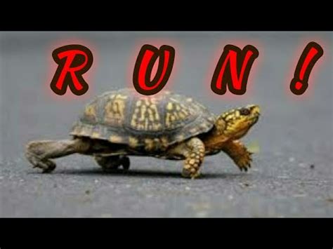 Turtle Run Betsul
