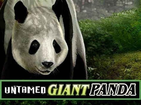 Untamed Giant Panda Betsul