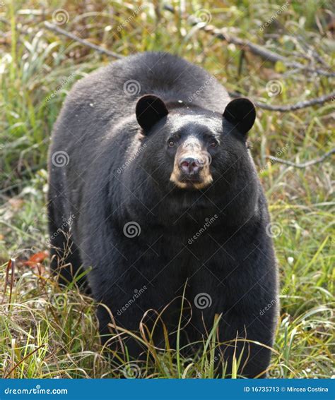 Urso Preto Casino Intervalo De Conducao