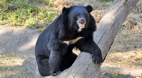 Urso Preto Casino Precos