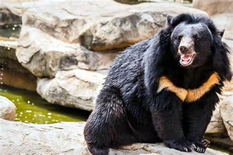 Urso Preto De Espectaculos Do Casino De Calendario