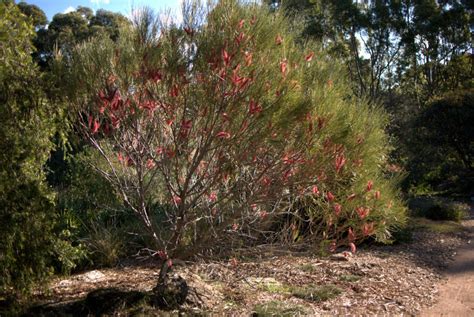 Vermelho Poker Hakea