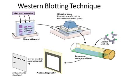 Western Slot Blot