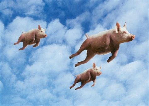 When Pigs Fly 1xbet