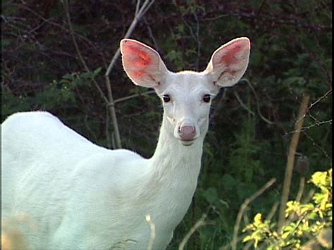 White Deer Betano