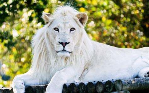 White Lion Bwin