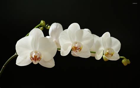 White Orchid Betano